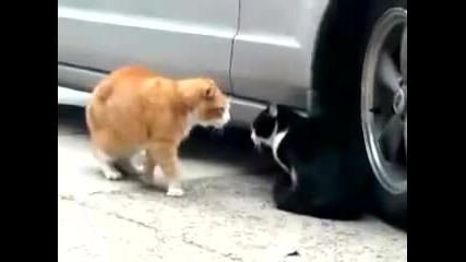Луда котка се кара на друга котка