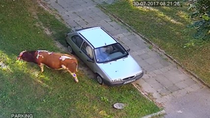 Крава в Ботевград съсипва кола - 2