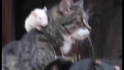 Вечна любов между куче котка и мишка