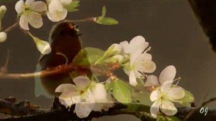 Hello - Welkome Spring - Music- Tchaikovsky
