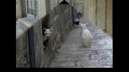 Бездомните Котки В България - Спасете Живот!