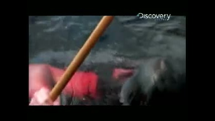Ужасни кадри момиче нападнато от бяла акула !
