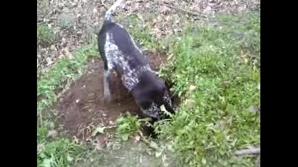 рико изкопа дупка :)