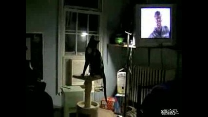 Това вече не е за вярване!!! Котка прави задно салто! 