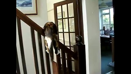 Коте, любител на екстремните преживявания...