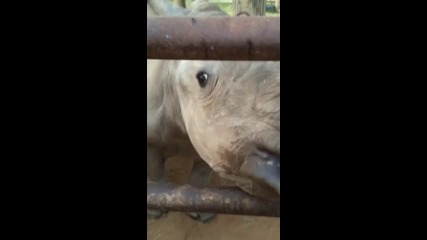 Какъв звук издават малките носорози!