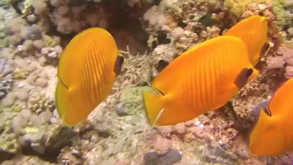 Разгледай Видео Safaga Red Sea - Красное Море Сафага, (с) Солнечный Океан в Netlog 