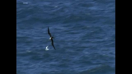 Life Birds Bbc Част1 