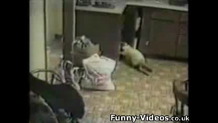 Смях С Котки
