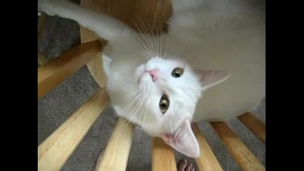 What Cats Are Really Thinking