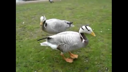 Как патките благодарят като им се дава храна ! 