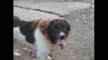 bok 
