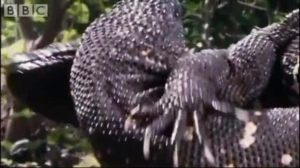 Attenborough Mexican Beaded Lizard Wrestling - Bbc wildlife 
