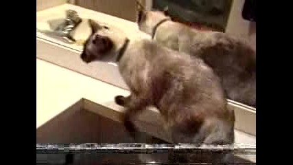 Котка отваря врата