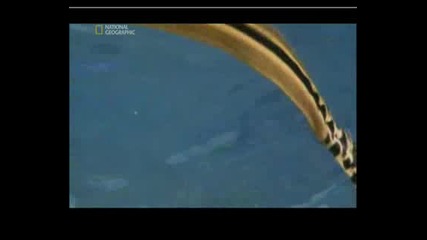 Най - Опасните Същества На Планетата - Жълтокоремна Морска Змия 
