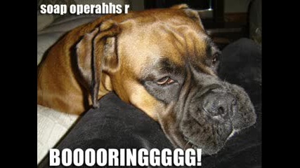 very funny dogs