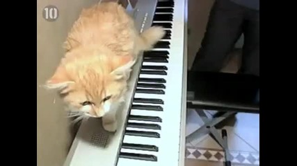 Top 10 Cleverest Animals