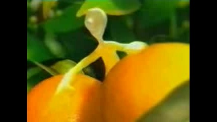 Реклама На Портокалов Сок