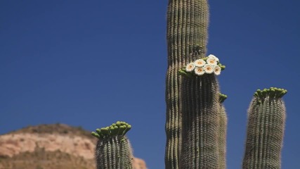 Съхрани! Земята е Красива: Пустинята Сонора в Цъфтеж - Save! Beautiful Earth: Sonoran Desert in Bloo