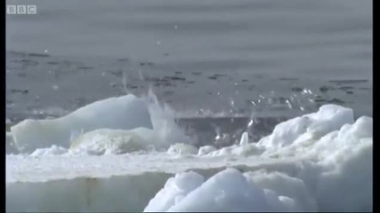 Имперараторски пингвин срещу Леопардов тюлен..