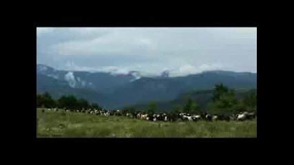 Kalofer Goats,  Bulgaria. Semperviva,  Sedefchevi.