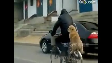 Това куче изуми всички с таланта си