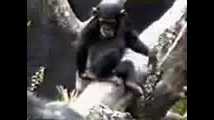Маймуна си бърка в задника
