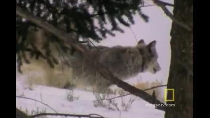 Ловната тактика на вълците 