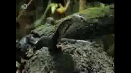 Man vs. Wild - Vietnam - Spitting Cobra 
