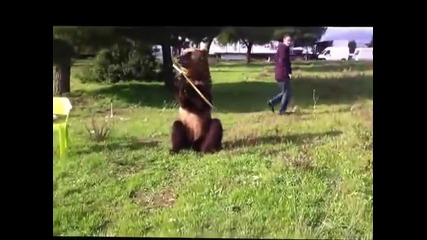 В Русия всичко е възможно - Смях с мечка