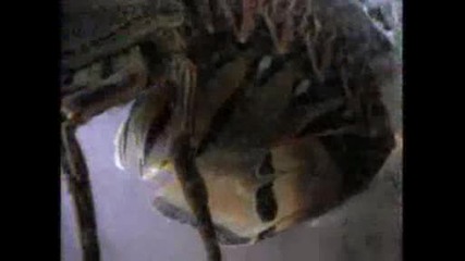 National Geographic - Spiny Lobster