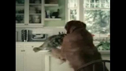 cola dog Wmv V9