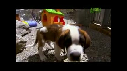 Dogs 101 - Saint Bernard