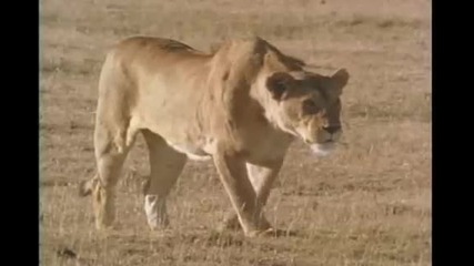 Лъв срещу Хиена оцеляване за храна и територия