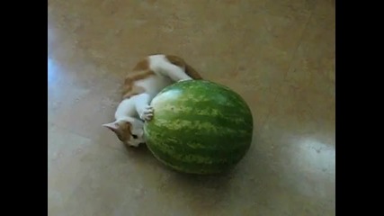 Kitten vs. Watermelon 