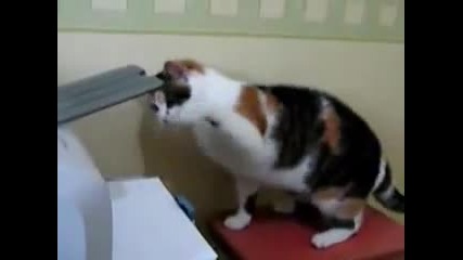 Котка срещу принтер
