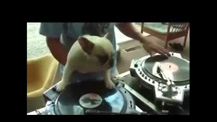 куче Dj