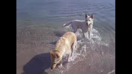 Кучета Плуват В Морето
