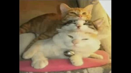 Много Смешни Котки