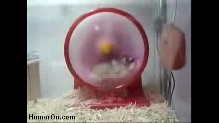 Turbo Hamster