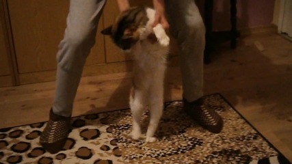 котка танцува на Gangnam Style