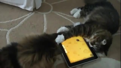 Котки играят с ipad