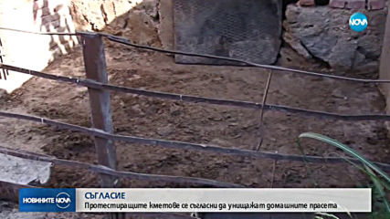 Ще бъдат ли умъртвени принудително прасетата в Пазарджишко?