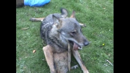 лов на вълци комунига 2009.10.04 
