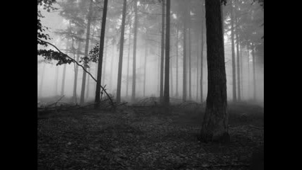 Haunted Forest