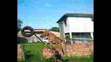 Питбул Тренира Longjump 