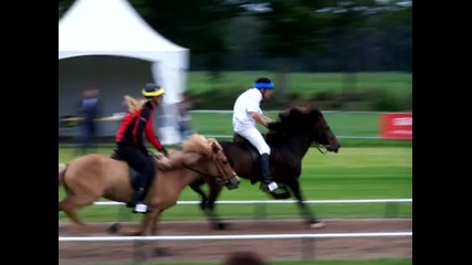 horse sport
