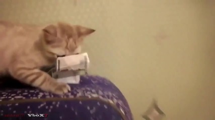 Котка не си дава парите