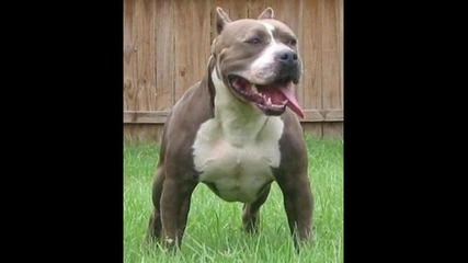 pitbull vs rottwailer