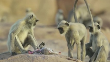 Маймуни оплакват кученце робот след неговата '' смърт ''